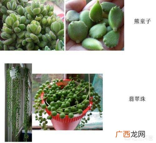 哪些植物好养,有哪些漂亮又好养的植物？