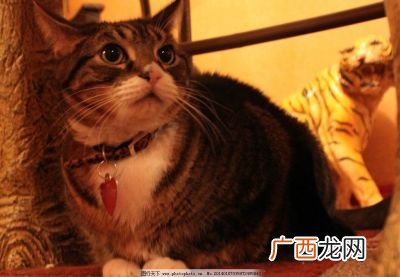荪是什么意思,竹荪的同音字？