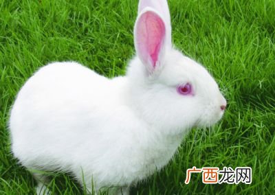 描写兔子的四字词语,描写兔子的四字词语？