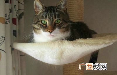 猫咪益生菌怎么吃,使用猫咪益生菌的五大注意事项？