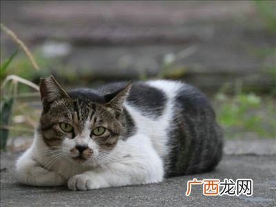 猫睡觉时怕冷吗,小奶猫怕冷表现？