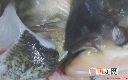 青椒鱼怎么做 教你做法简单 青椒鱼怎么做