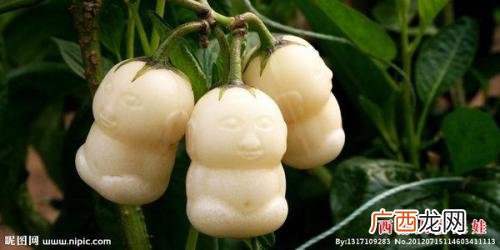 人参果长得什么样子,人参果极似什么？
