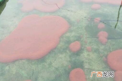 红线虫怎么繁殖,红线虫在家怎么养？