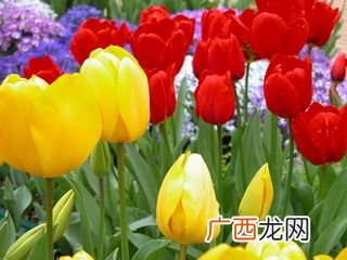 郁金香种植方法有哪些,郁金香怎么繁殖可以变多？