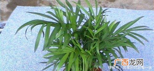 什么植物不喜光,不喜光抗寒的植物?