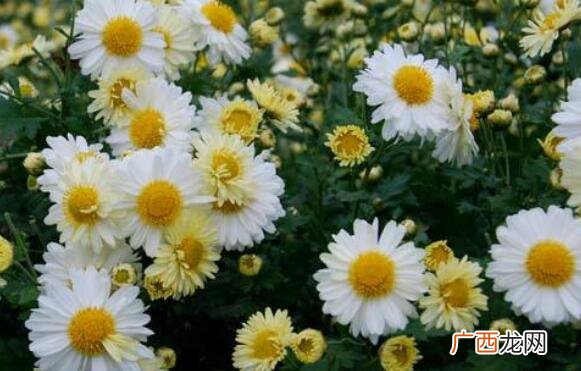胎菊是什么,胎毒是什么，孕妇喝胎菊可以去胎毒吗？