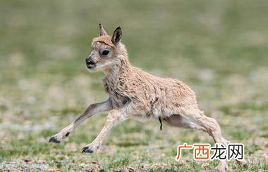 藏羚羊生活在什么地方,藏羚羊是青藏高原动物的典型代表？