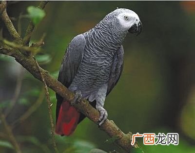 非洲灰鹦鹉的特点,灰皮鹦鹉详细？