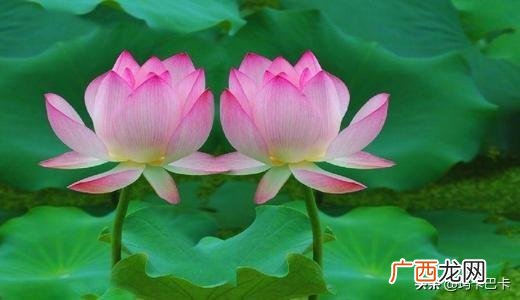 池上古诗的意思,古诗池上的意思？