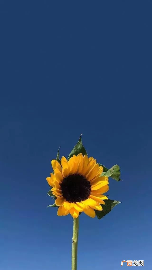 早上吸引朋友圈的句子,早晨跑步朋友圈高质量句子？