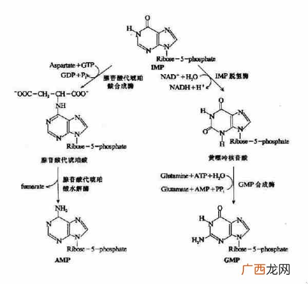 核苷酸有什么组成,核苷酸如何组成，组成元素有哪些？