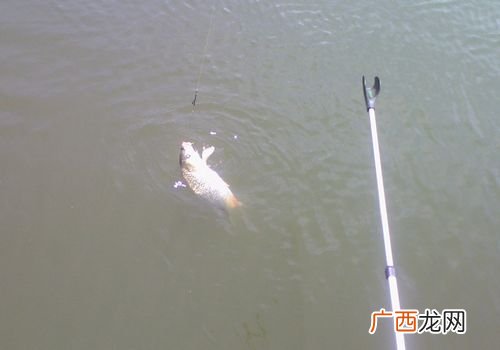 钓鲤鱼的方法,小鲤鱼钓法？
