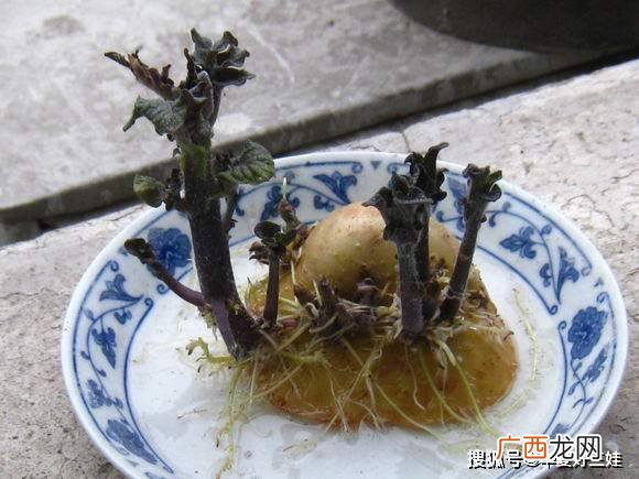 水培土豆怎么种,水培土豆怎么能快速生根?