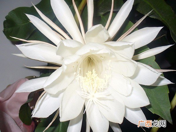 昙花花语是什么,昙花兰的花语？