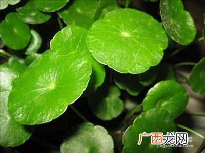铜钱草怎么种,金钱草种植方法介绍？