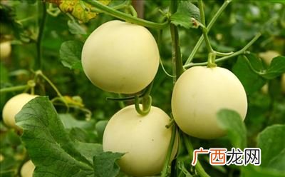 请问吊瓜是一种什么瓜,牛奶吊瓜的介绍？