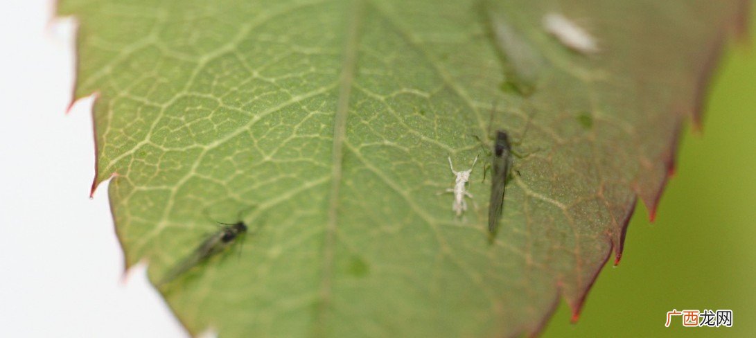 蚜虫怎么治,土办法治蚜虫最好方法？