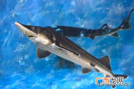 可重达1000斤/寿命40年 最大的鱼是什么鱼,长江最大的鱼,长江鱼王中华鲟？