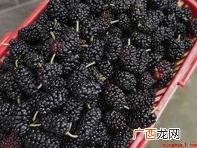 怎样晒桑葚干快