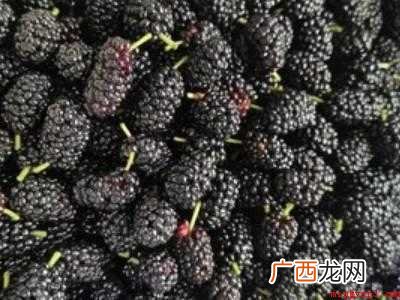 怎样晒桑葚干快