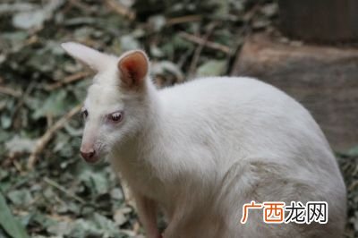 怎样知道兔子交配成功了,怎么样才能判断兔子是假怀孕还是真怀孕？
