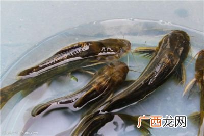 黄骨鱼怎么做好吃又简单,黄骨鱼好吃吗？