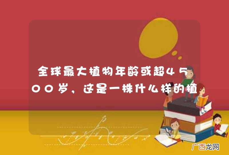 全球最大植物年龄或超4500岁，这是一株什么样的植物？