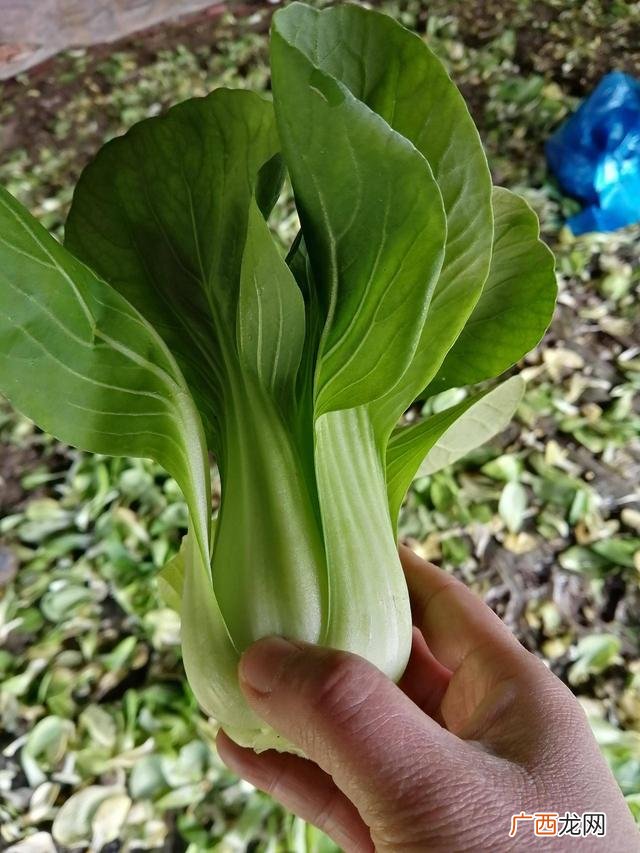 唐菜就是油菜吗,腊嘴鸟吃什么上口快？