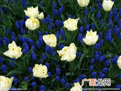 蓝色郁金香是染色的吗,黑玫瑰有毒么？如果有，是什么样的毒？拜托各位大神？