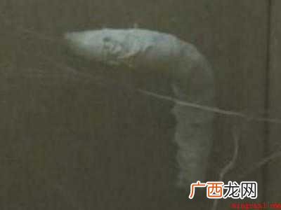 蚕怎么吐丝的具体操作步骤 蚕怎么吐丝的