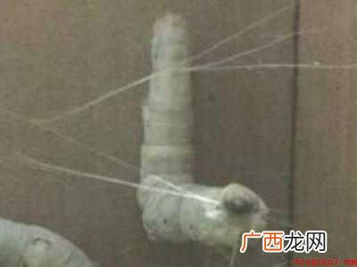 蚕怎么吐丝的具体操作步骤 蚕怎么吐丝的