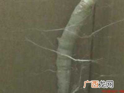 蚕怎么吐丝的具体操作步骤 蚕怎么吐丝的
