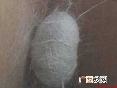 蚕怎么吐丝的具体操作步骤 蚕怎么吐丝的