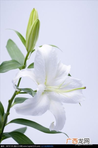 百合花的象征意义,百合花的象征意义是什么？