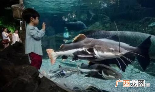 红尾鲶鱼致命多少年,红尾鲴能长多大？