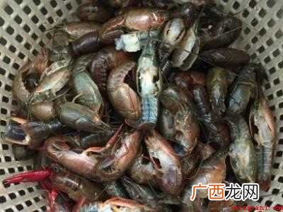 蒜泥龙虾需要哪些调料