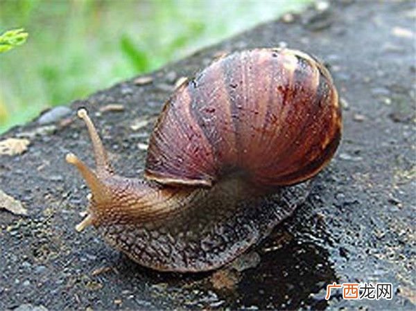 非洲大蜗牛的特点,非洲蜗牛的用途？