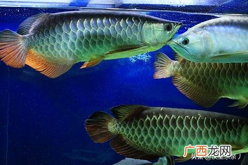 金龙鱼的特点,金龙鱼是啥样的？图片？