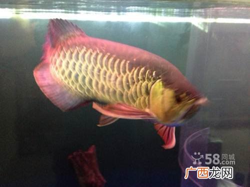 金龙鱼的特点,金龙鱼是啥样的？图片？