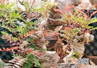 清香木怎么养殖,清香木盆景初学十三个技巧？