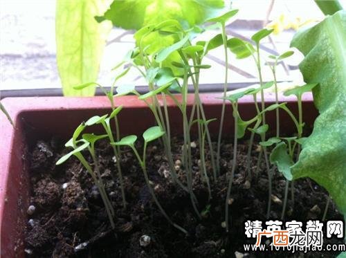 三年级植物观察记录卡怎么写,一年级科学观察植物的顺序有哪些？