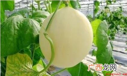 吴忠特色美食有哪些