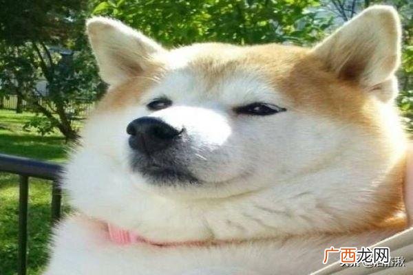 旺柴是什么意思啊,旺柴是什么意思？