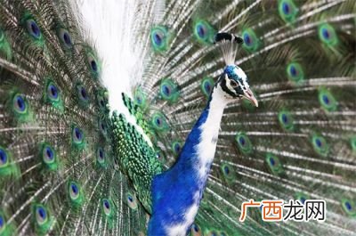 孔雀的寓意及象征,孔雀寓意象征？