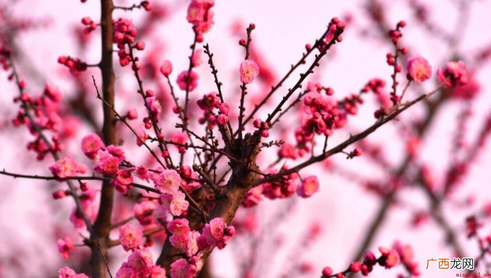 梅花代表什么象征意义