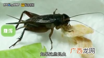 蟋蟀吃什么东西好,蟋蟀吃什么叶子？