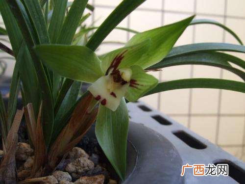 香水兰花怎么养,香水兰花叶子发黄怎么办？