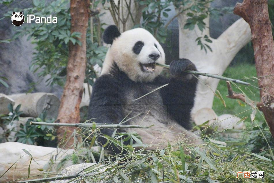 目前中国有多少只野生大熊猫,中国有多少种熊猫？