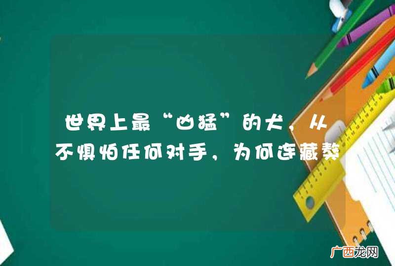 世界上最“凶猛”的犬，从不惧怕任何对手，为何连藏獒都避而远之？
